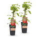 Green Boutiq - Rubus Idaeus Malling Promise - Framboos - 2 Stuks - Ø 15 cm - 50 cm - Bivakshop