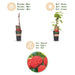Green Boutiq - Rubus Idaeus Malling Promise - Framboos - 2 Stuks - Ø 15 cm - 50 cm - Bivakshop