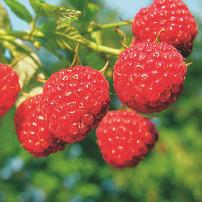 Green Boutiq - Rubus Idaeus Malling Promise - Framboos - 2 Stuks - Ø 15 cm - 50 cm - Bivakshop