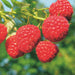 Green Boutiq - Rubus Idaeus Malling Promise - Framboos - 2 Stuks - Ø 15 cm - 50 cm - Bivakshop