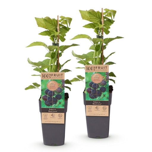Green Boutiq - Rubus Occ. Black Jewel - Zwarte Framboos - 2 Stuks - Ø 15 cm - 50 cm - Bivakshop