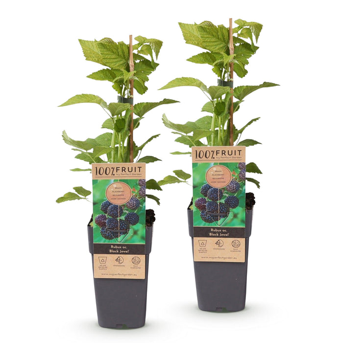 Green Boutiq - Rubus Occ. Black Jewel - Zwarte Framboos - 2 Stuks - Ø 15 cm - 50 cm - Bivakshop