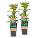 Green Boutiq - Rubus Occ. Black Jewel - Zwarte Framboos - 2 Stuks - Ø 15 cm - 50 cm - Bivakshop