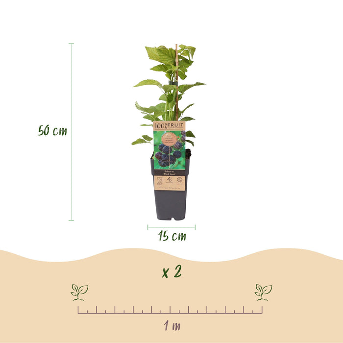 Green Boutiq - Rubus Occ. Black Jewel - Zwarte Framboos - 2 Stuks - Ø 15 cm - 50 cm - Bivakshop