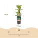 Green Boutiq - Rubus Occ. Black Jewel - Zwarte Framboos - 2 Stuks - Ø 15 cm - 50 cm - Bivakshop