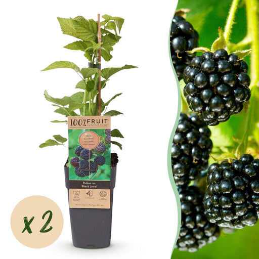 Green Boutiq - Rubus Occ. Black Jewel - Zwarte Framboos - 2 Stuks - Ø 15 cm - 50 cm - Bivakshop
