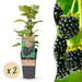 Green Boutiq - Rubus Occ. Black Jewel - Zwarte Framboos - 2 Stuks - Ø 15 cm - 50 cm - Bivakshop