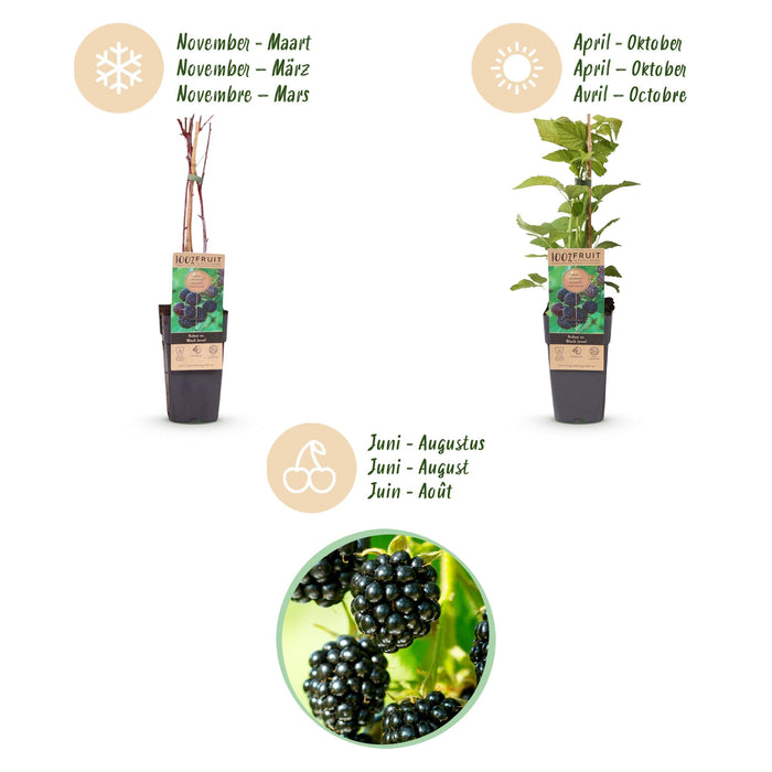 Green Boutiq - Rubus Occ. Black Jewel - Zwarte Framboos - 2 Stuks - Ø 15 cm - 50 cm - Bivakshop