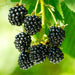 Green Boutiq - Rubus Occ. Black Jewel - Zwarte Framboos - 2 Stuks - Ø 15 cm - 50 cm - Bivakshop