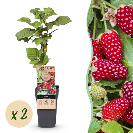 Green Boutiq - Rubus Thornless Loganberry - Braamboos - 2 Stuks - Ø 15 cm - 50 cm - Bivakshop