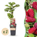 Green Boutiq - Rubus Thornless Loganberry - Braamboos - 2 Stuks - Ø 15 cm - 50 cm - Bivakshop