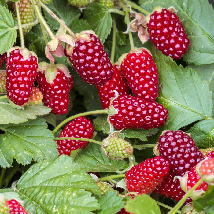 Green Boutiq - Rubus Thornless Loganberry - Braamboos - 2 Stuks - Ø 15 cm - 50 cm - Bivakshop