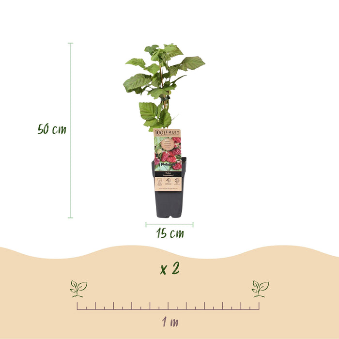 Green Boutiq - Rubus Thornless Loganberry - Braamboos - 2 Stuks - Ø 15 cm - 50 cm - Bivakshop