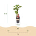 Green Boutiq - Rubus Thornless Loganberry - Braamboos - 2 Stuks - Ø 15 cm - 50 cm - Bivakshop