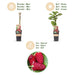 Green Boutiq - Rubus Thornless Loganberry - Braamboos - 2 Stuks - Ø 15 cm - 50 cm - Bivakshop