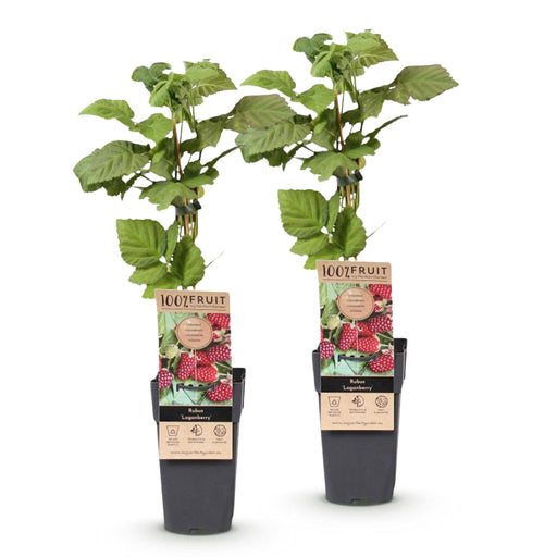 Green Boutiq - Rubus Thornless Loganberry - Braamboos - 2 Stuks - Ø 15 cm - 50 cm - Bivakshop