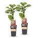 Green Boutiq - Rubus Thornless Loganberry - Braamboos - 2 Stuks - Ø 15 cm - 50 cm - Bivakshop