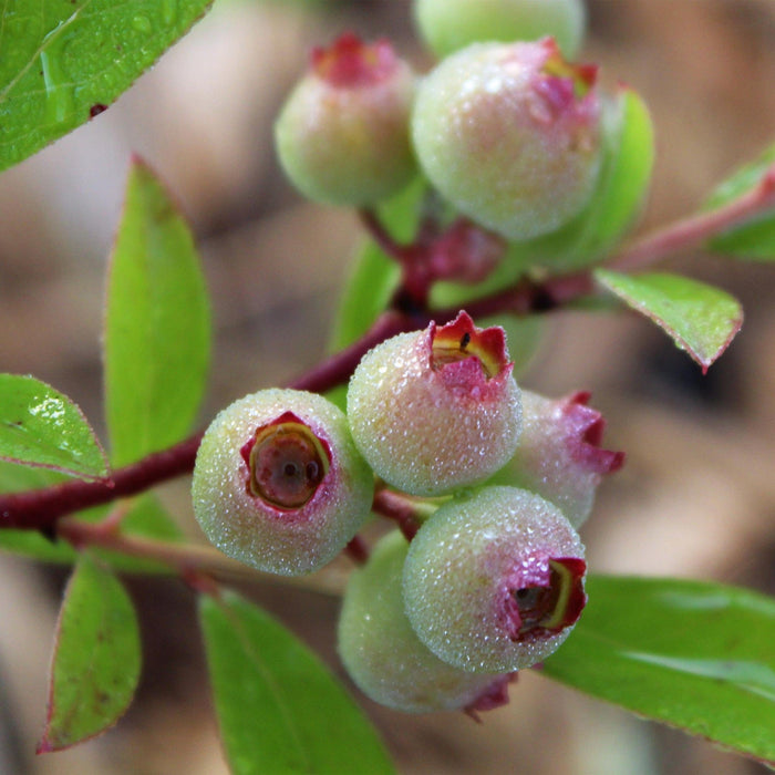 Green Boutiq - Vaccinium Cor. Pink Lemonade - Roze Bes - 2 Stuks - Ø 15 cm - 50 cm - Bivakshop