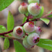 Green Boutiq - Vaccinium Cor. Pink Lemonade - Roze Bes - 2 Stuks - Ø 15 cm - 50 cm - Bivakshop