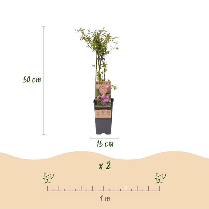 Green Boutiq - Vaccinium Cor. Pink Lemonade - Roze Bes - 2 Stuks - Ø 15 cm - 50 cm - Bivakshop