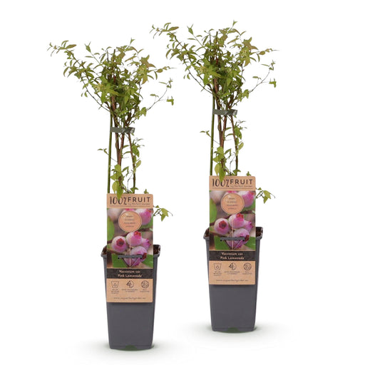 Green Boutiq - Vaccinium Cor. Pink Lemonade - Roze Bes - 2 Stuks - Ø 15 cm - 50 cm - Bivakshop
