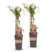 Green Boutiq - Vaccinium Cor. Pink Lemonade - Roze Bes - 2 Stuks - Ø 15 cm - 50 cm - Bivakshop