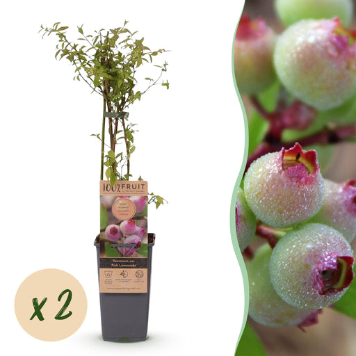 Green Boutiq - Vaccinium Cor. Pink Lemonade - Roze Bes - 2 Stuks - Ø 15 cm - 50 cm - Bivakshop