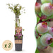 Green Boutiq - Vaccinium Cor. Pink Lemonade - Roze Bes - 2 Stuks - Ø 15 cm - 50 cm - Bivakshop