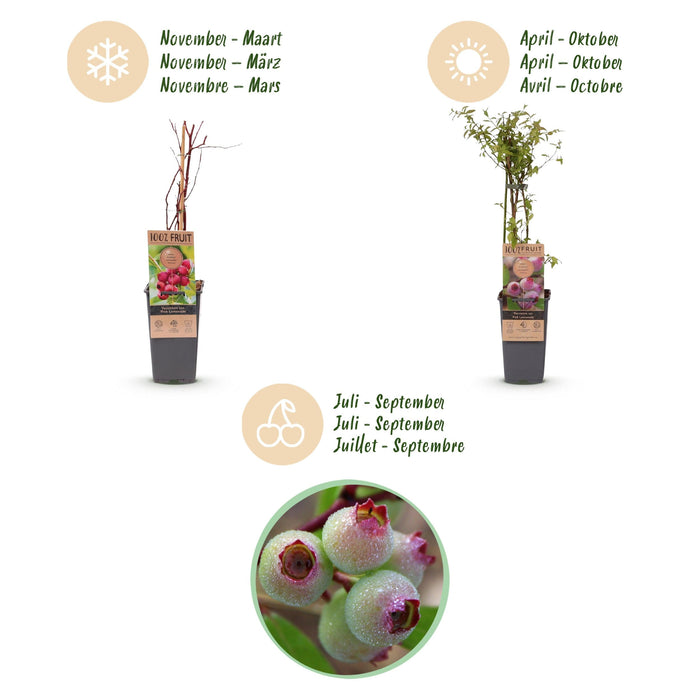Green Boutiq - Vaccinium Cor. Pink Lemonade - Roze Bes - 2 Stuks - Ø 15 cm - 50 cm - Bivakshop