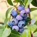 Green Boutiq – Vaccinium Corymbosum Jersey – Blauwe Bes – 2 Stuks - Ø 15 cm - 50 cm - Bivakshop