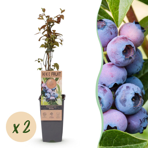 Green Boutiq – Vaccinium Corymbosum Jersey – Blauwe Bes – 2 Stuks - Ø 15 cm - 50 cm - Bivakshop