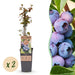 Green Boutiq – Vaccinium Corymbosum Jersey – Blauwe Bes – 2 Stuks - Ø 15 cm - 50 cm - Bivakshop