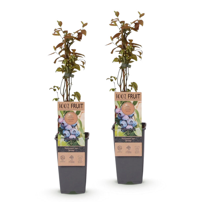 Green Boutiq – Vaccinium Corymbosum Jersey – Blauwe Bes – 2 Stuks - Ø 15 cm - 50 cm - Bivakshop