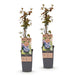 Green Boutiq – Vaccinium Corymbosum Jersey – Blauwe Bes – 2 Stuks - Ø 15 cm - 50 cm - Bivakshop