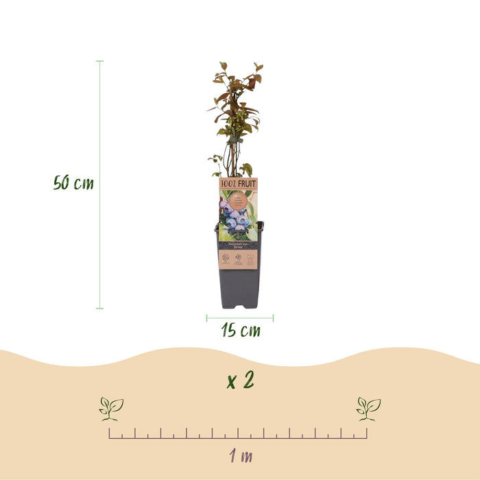 Green Boutiq – Vaccinium Corymbosum Jersey – Blauwe Bes – 2 Stuks - Ø 15 cm - 50 cm - Bivakshop