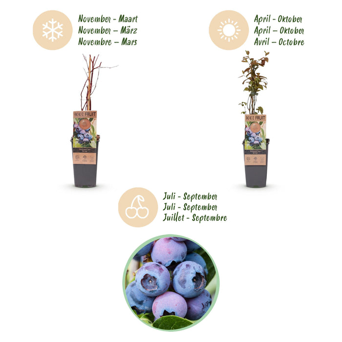Green Boutiq – Vaccinium Corymbosum Jersey – Blauwe Bes – 2 Stuks - Ø 15 cm - 50 cm - Bivakshop
