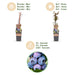 Green Boutiq – Vaccinium Corymbosum Jersey – Blauwe Bes – 2 Stuks - Ø 15 cm - 50 cm - Bivakshop