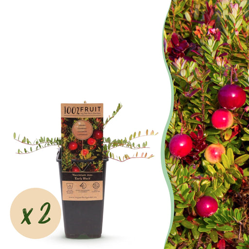 Green Boutiq - Vaccinium Mac. Early Black - Cranberry - 2 Stuks - Ø 15 cm - 50 cm - Bivakshop