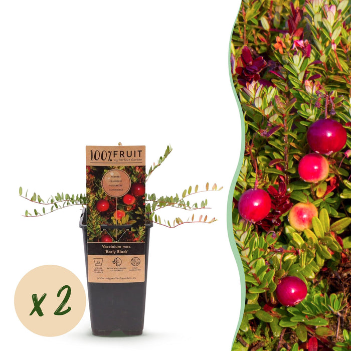 Green Boutiq - Vaccinium Mac. Early Black - Cranberry - 2 Stuks - Ø 15 cm - 50 cm - Bivakshop