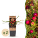Green Boutiq - Vaccinium Mac. Early Black - Cranberry - 2 Stuks - Ø 15 cm - 50 cm - Bivakshop