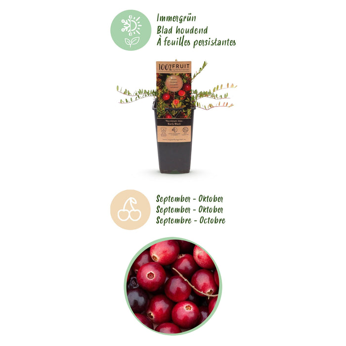 Green Boutiq - Vaccinium Mac. Early Black - Cranberry - 2 Stuks - Ø 15 cm - 50 cm - Bivakshop