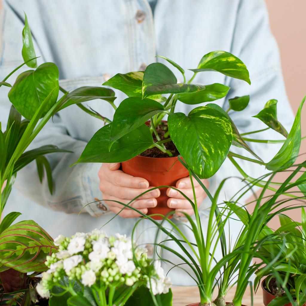 Groene Kneusjesbox (12 Stuks) - Incl. 12 X Mand Sofia - Bivakshop
