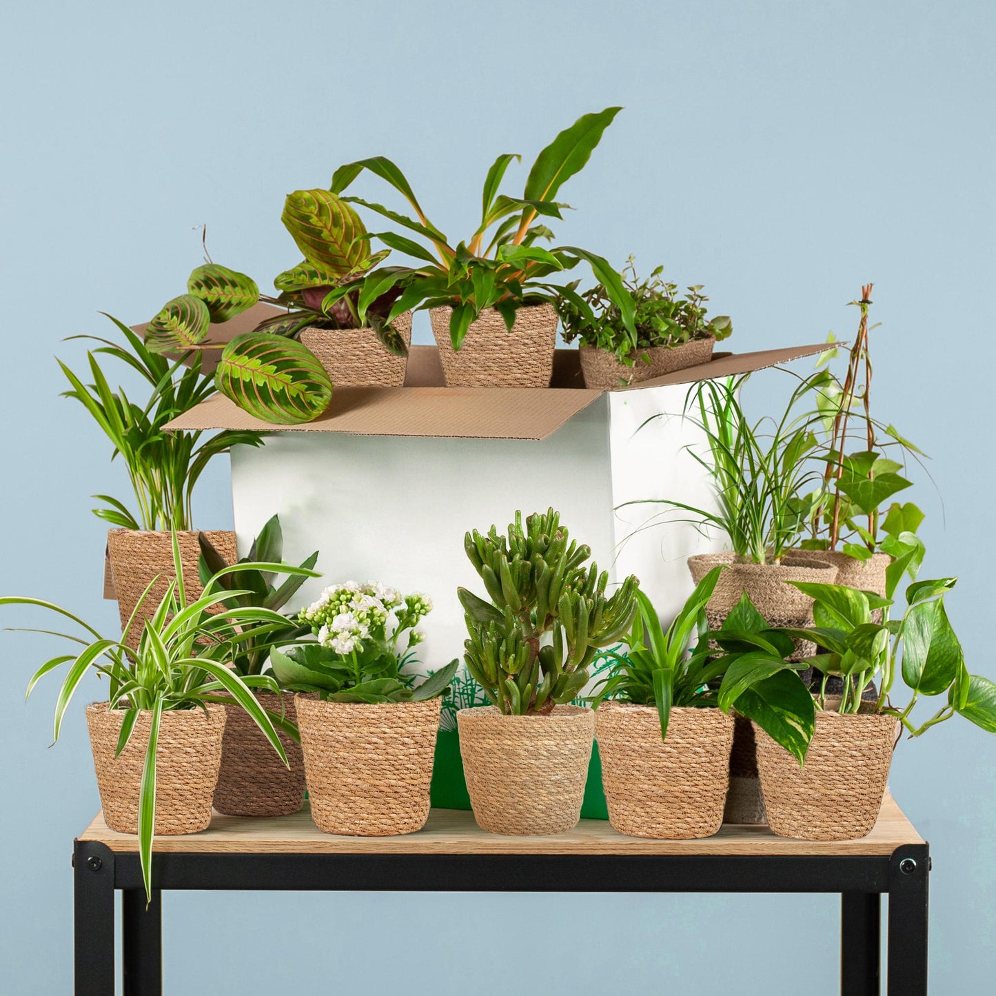 Groene Kneusjesbox (12 Stuks) - Incl. 12 X Mand Sofia - Bivakshop