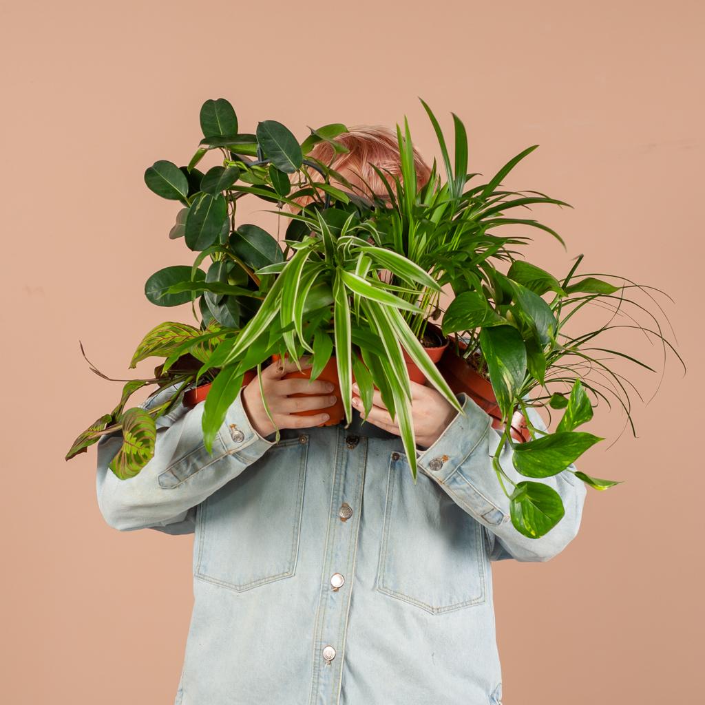 Groene Kneusjesbox (12 Stuks) - Incl. 12 X Mand Sofia - Bivakshop