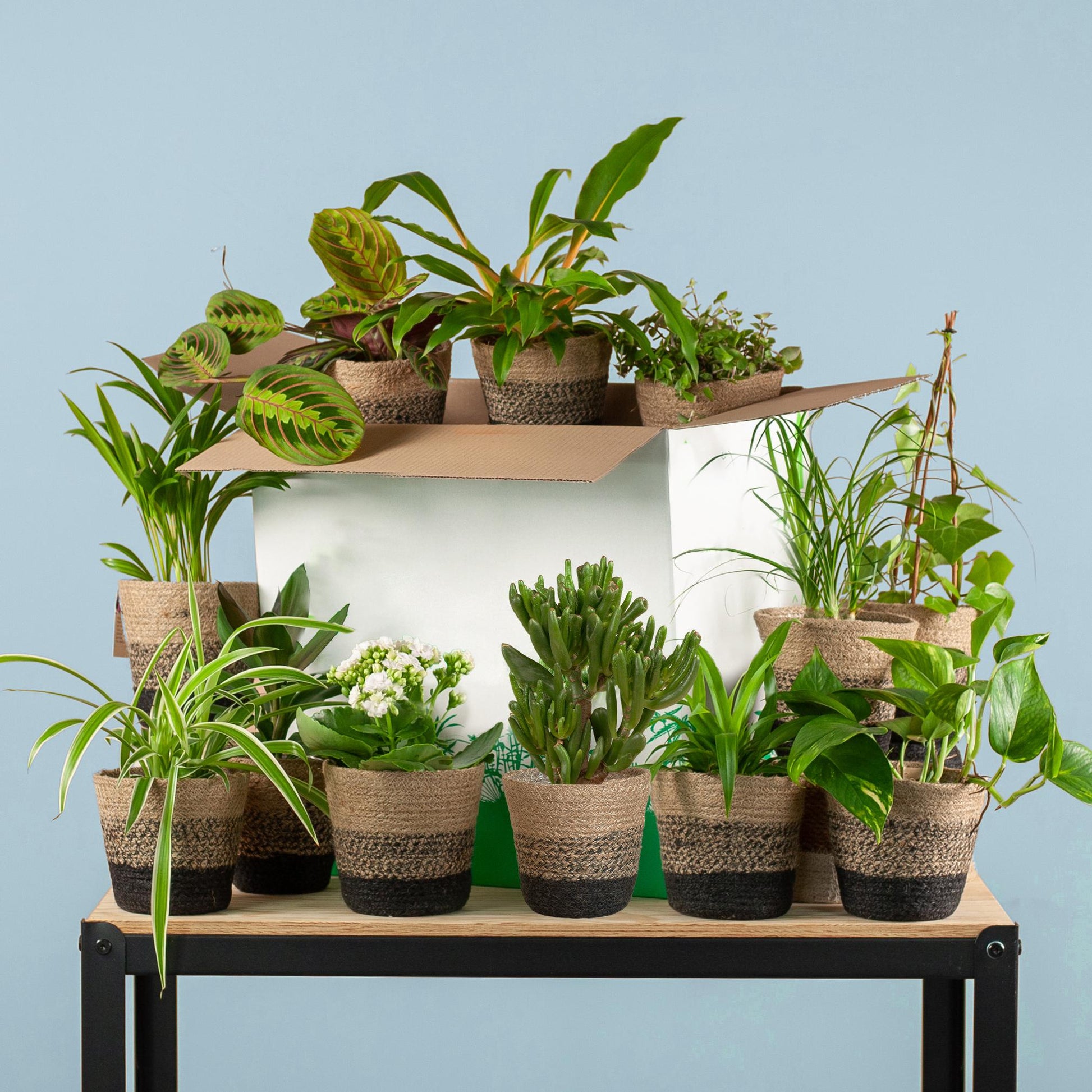 Groene Kneusjesbox (12 Stuks) – Incl. 12 x Pot Lissabon Zwart - Bivakshop