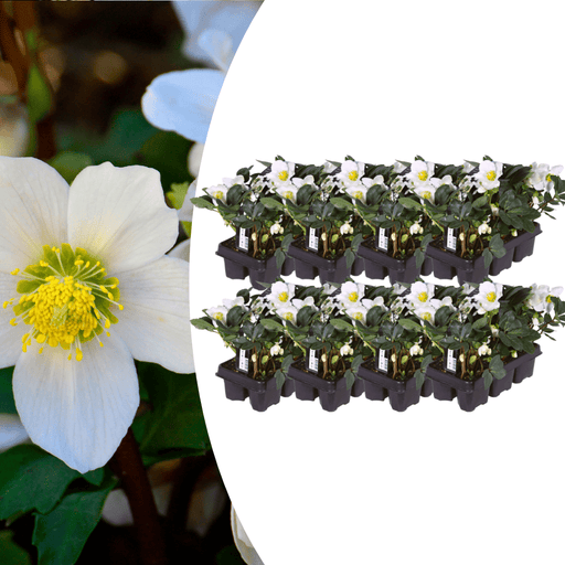 Helleborus Niger ‘Christmas Carol’ – Set van 48 Kerstrozen (8 x Sixpack) - Bivakshop