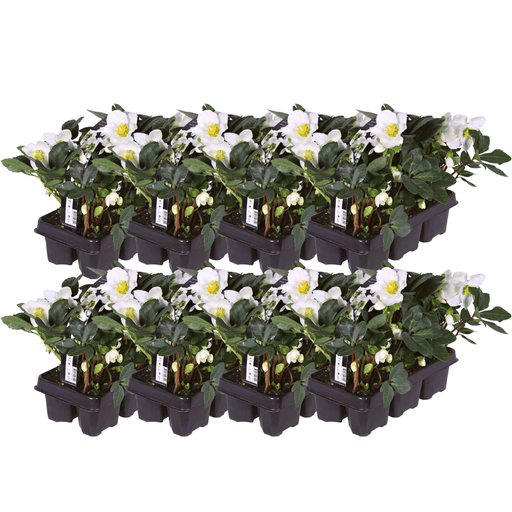Helleborus Niger ‘Christmas Carol’ – Set van 48 Kerstrozen (8 x Sixpack) - Bivakshop