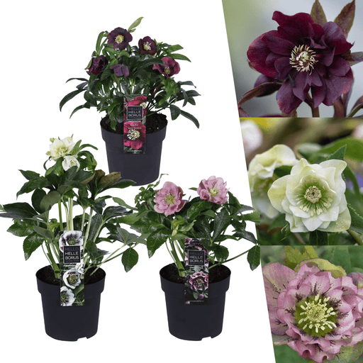 Helleborus specials – winterhard – set van 3 - Bivakshop