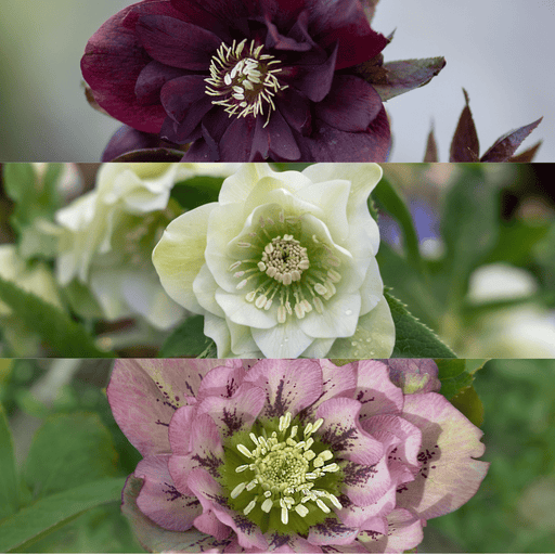 Helleborus specials – winterhard – set van 3 - Bivakshop