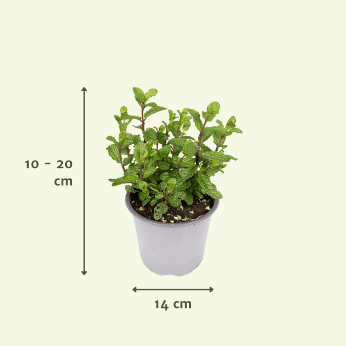Italiaanse Kruidenmix – Set van 4 – Ø14 cm - Bivakshop